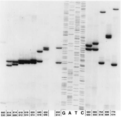 16. ábra Az IL-6 gén 3' végéhez közeli VNTR polimorfizmus genotipizálásának példája. Az allélek méretének meghatározásához pcu18 baktérium DNS szekvenciáját használtuk fel.
