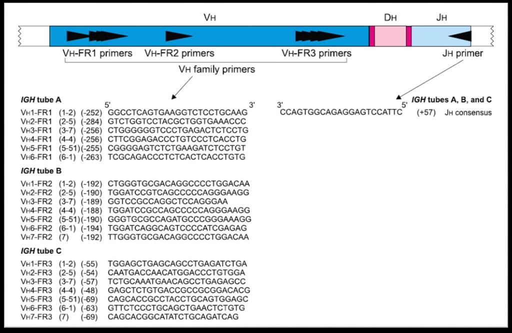 Multiplex PCR Klonalitás meghatározása van