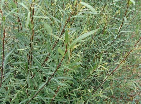 Leggyakoribb a fekete nyár (Populus nigra) és a fehér fűz (Salix alba), melyek fajtái jól alkalmazhatók méretükből és növekedési erélyükből adódóan főként közterületi zöldfelületeken.