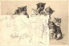 Cats chasing a m ouse in