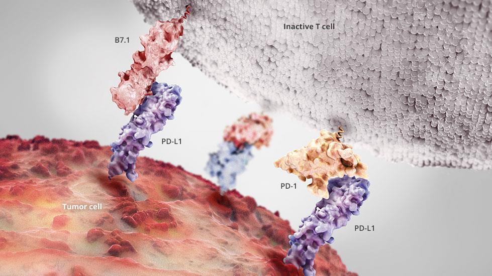 Az immunrendszer T-sejtjeinek felszínén egy PD-1 (programozott sejthalál-1) nevű receptor található, a tumorsejtek pedig képesek olyan molekulákat (PD-L1 és PD-L2 ligandumokat) kifejezni, amelyek