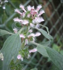 herba
