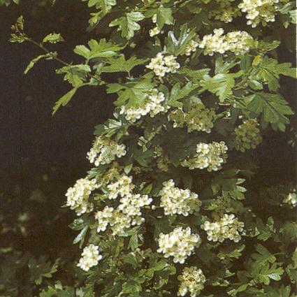 Crataegi folium cum flore Galagonya