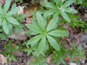 (Rubiaceae)