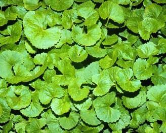 Centella asiatica (L.