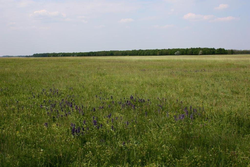Baksi-puszta