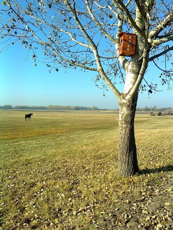 Oszlopra és