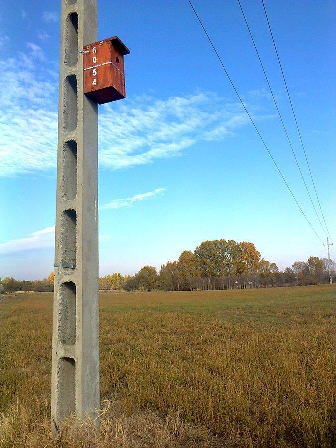 kihelyezett