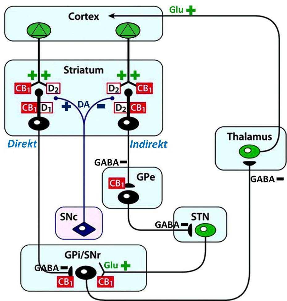 1. ábra. A CB 1 és dopamin receptor (D 1 és D 2 ) expresszió a basalis ganglionokban a direkt és indirekt striatalis útvonalon Benarroch (2007) ábrája alapján.