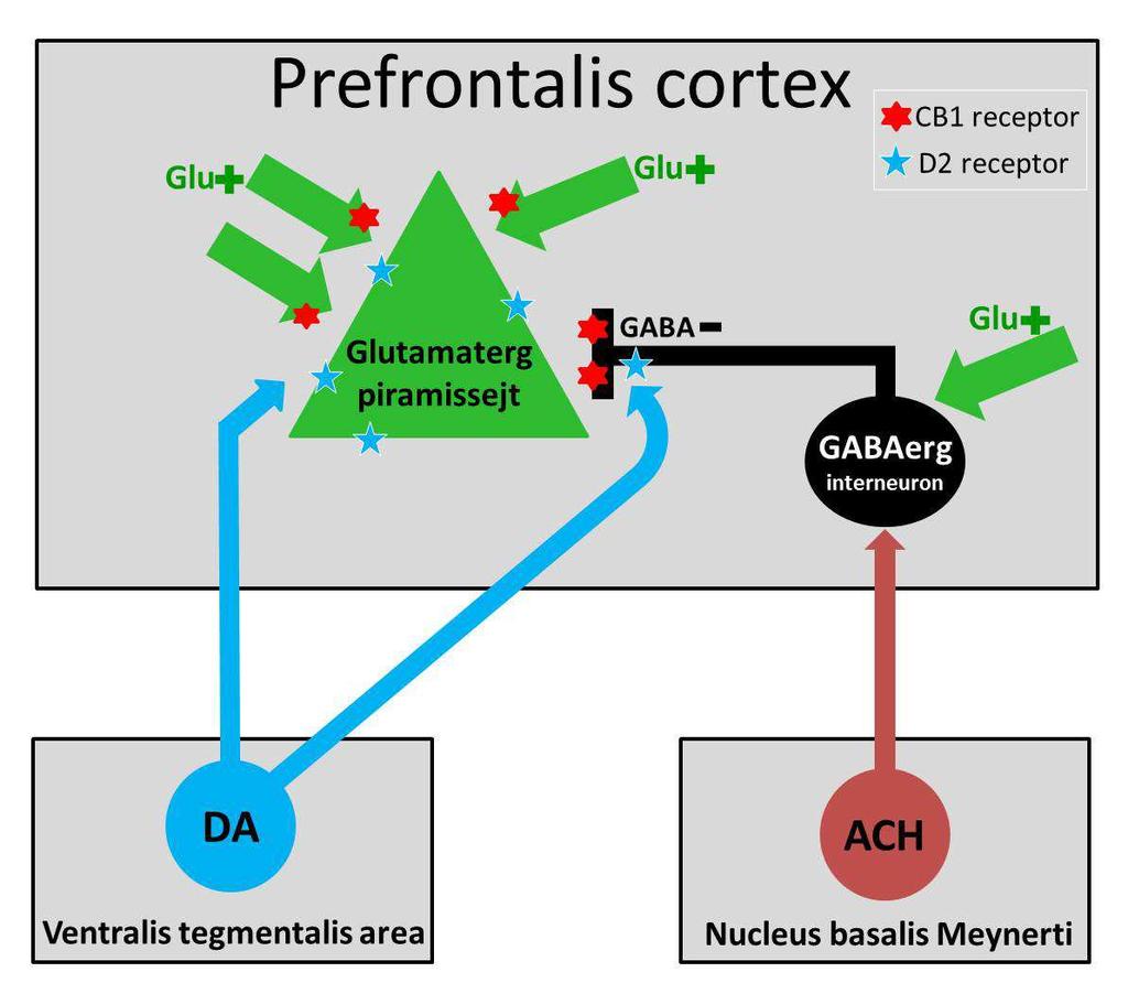 2. ábra. A CB 1 és D 2 dopamin (DA) receptor expresszió a prefrontalis cortex szintjén (Fitzgerald és mtsai; 2012; Tseng 2007).