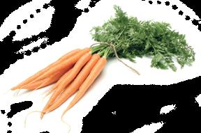 választék kalandból / Ponty*