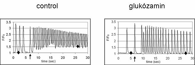 Results and discussion We supposed that the HBP influences the response of cells to stress, therefore we investigated the role of HBP in [Ca 2+ ] i regulation focusing on the end-product of HBP; the