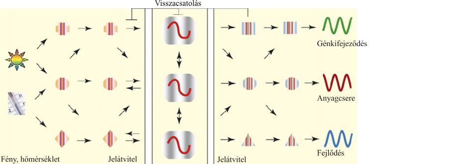 Szakirodalmi áttekintés 8 A központi óra A jelenleg elfogadott modell szerint Arabidopsisban a központi óra három visszacsatoláson alapuló körből épül fel (McWatters és Devlin, 2011) (4. ábra).