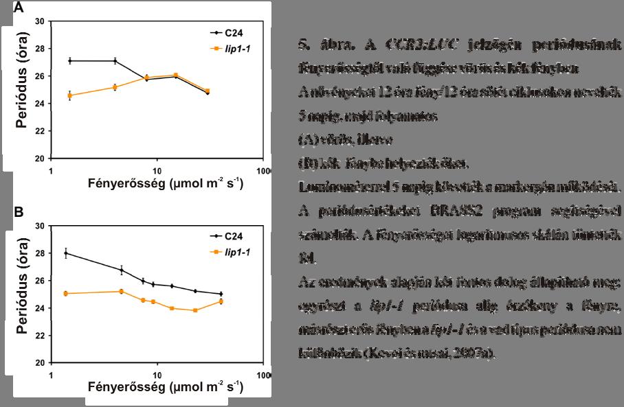Szakirodalmi áttekintés 21 A LIGHT INSENSITIVE PERIOD 1 (LIP1) szerepe a cirkadián óra szabályozásában A lip1 mutáció hatása a periódusra A lip1 mutációt egy mutáns szűrés során azonosították
