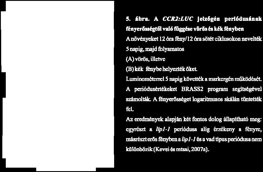 Reggeli és esti kifejeződésű kimeneti géneket vizsgálva egyaránt rövid periódus figyelhető meg a lip1 mutánsban, sötétben és folymatos fényben is.