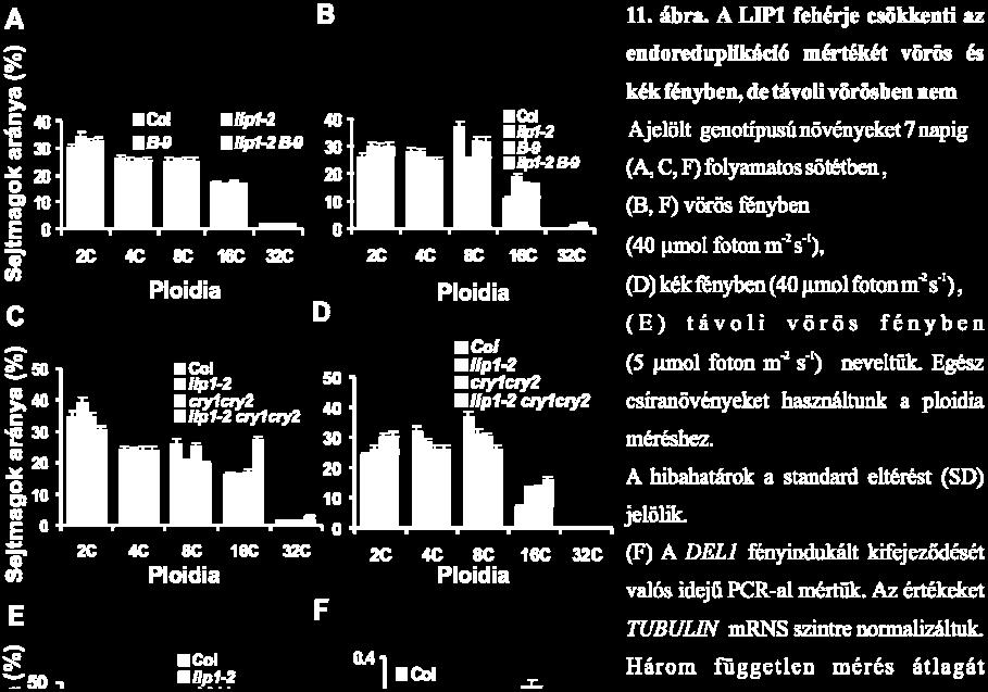 Megvizsgáltuk, hogy a LIP1, illetve a fitokróm B szerepet játszik-e a DEL1 fényfüggő traszkripciójában.