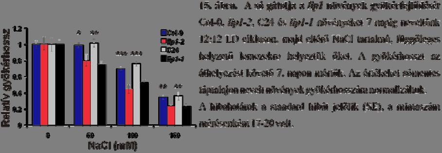 Eredmények 55 A csírázás gátlása mellett a magas NaCl koncentráció zavart okoz a gyökér fejlődésében is.