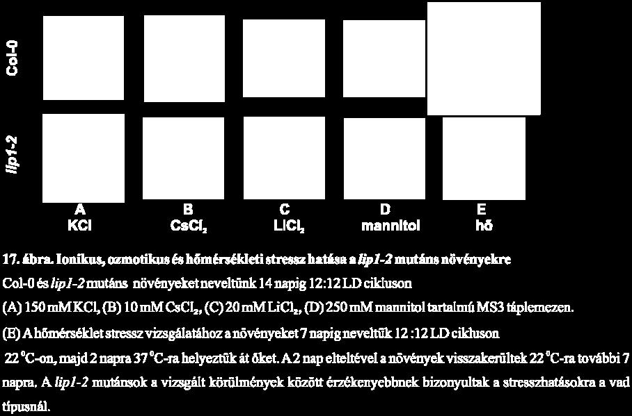 5 mm ABA tartalmú táplemezen. Azt tapasztaltuk, hogy a lip1-2 mutánsok csírázási képessége sokkal rosszabb ABA tartalmú táplemezen, mint a vad típusé (6. táblázat).