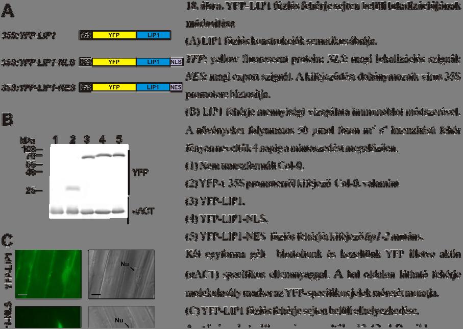 Eredmények 59 A LIP1 fehérje sejtmagi elhelyezkedése esszenciális a cirkadián funkció ellátásához A