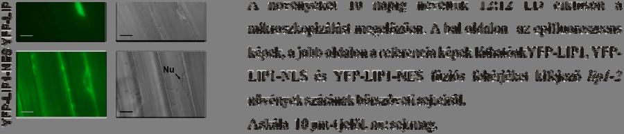 A 19. A ábra mutatja, hogy a lip1 mutáns háttérben kifejezett YFP-LIP1, YFP-LIP1-NES és YFP-LIP1-NLS