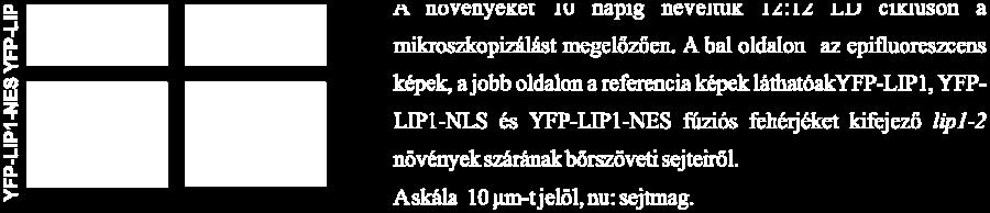 Legjobban szemlélteti ezt a 16C DNS tartalmú magok aránya.