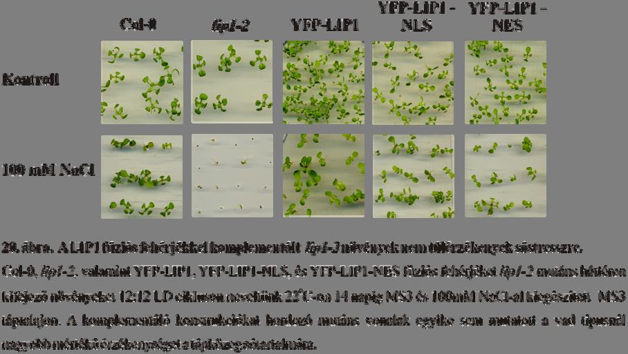 Eredmények 61 Vizsgáltuk a fúziós fehérjéket kifejező növényvonalak sótűrő képességét is.