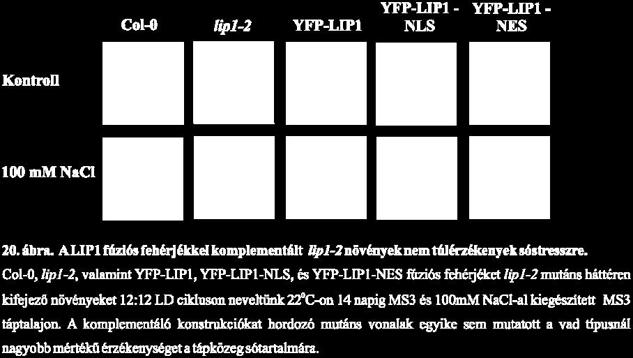 . Az YFP LIP1, YFP LIP1-NLS, YFP LIP1-NES fúziós fehérjéket kifejező lip1-2 mutáns növények képesek voltak tolerálni 100 mm NaCl-ot a tápközegben, akárcsak a vad típusú növények (20. ábra).