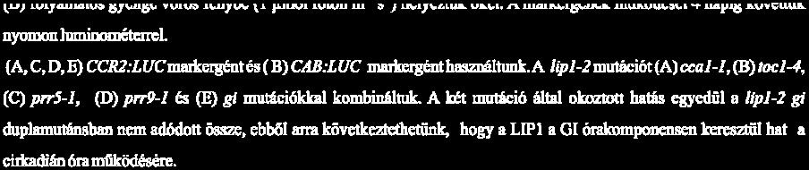 A kísérletet 16 µmol foton m -2 s -1 vörös fényben végeztük.