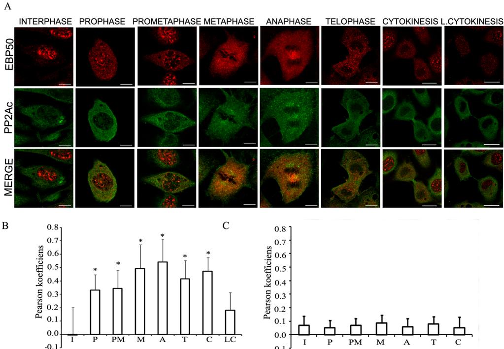 immunfestett BPAEC-n (az immunfluoreszcens képek nincsenek dokumentálva) sem interfázisú, sem a mitózis különböző szakaszaiban lévő sejtekben nem utaltak kolokalizációra, így ezt a mérési sorozatot