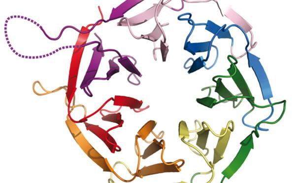 [131], a β-integrin receptor [147], vagy az inzulin-szerű növekedési faktor receptor (IGF- 1) [148], továbbá ioncsatornákhoz is kötődik [149, 150]. 1.4.1 ábra A RACK1 β-propeller szerkezete.