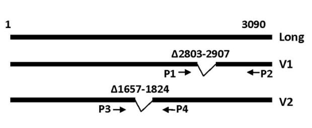 vizsgáltuk a PP1c α és β izoformákat (4.1.4 ábra, B). Az antitestek specificitását tisztított PP1cα és PP1cβ fehérjékkel teszteltük.