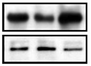A C B IP: myc sejtlizátum WB: myc WB: V5 WB: myc WB: V5 D IP: myc sejtlizátum WB: myc WB: V5 WB: myc WB: V5 PP1c -myc MYPT1-myc MYPT1-V2-myc 4.1.10 ábra Rekombináns MYPT1 izoformák és PP1cβ kölcsönhatása az ERM fehérjékkel.