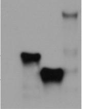 1/V5-His és PP2A Bα/ pcdna3.