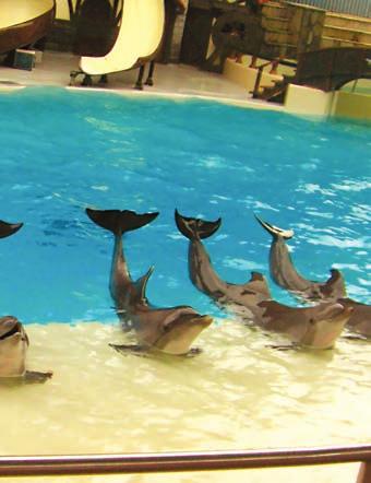KIRÁNDULÁSOK DELFIN-SHOW Mint Ön is tudja, a delfinek a legokosabb állatok