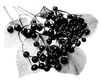 2. Fekete bodza (Sambucus nigra) Népies neve: gyepűbodza, csete, fái bodza, bodza, bodzafa, bocfa. Élőhely: Erdőszéleken, cserjésekben, csatornapartokon, mezsgyékben fordul elő.