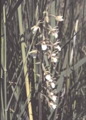 ábra: Buglyos szegfû (Dianthus