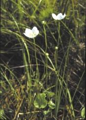 ábra:tõzegpáfrány (Dryopteris