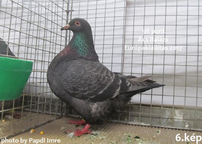 Ekkor többen az eredmények vizsgálata helyett, a kasszához fáradtak fizetni, nehogy valaki megelőzze őket.