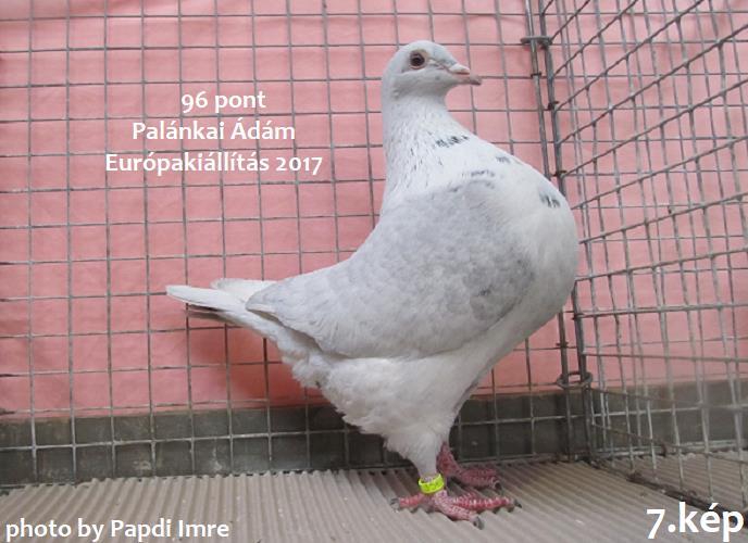 ) Ahogy telt az idő egyre jobban kezdtük élvezni is a helyzetet és igyekeztünk a maximális élményt begyűjteni. Minél tüzetesebben vizsgálódtunk, annál több szuper galambot fedeztünk fel.