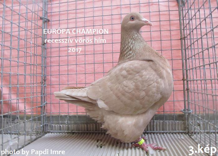 A recesszív vörös hím EURÓPA CHAMPION címét a klubelnök Bertrand Lorne, a recesszív vörös tojó EURÓPA CHAMPION címét Schulz Eckhard