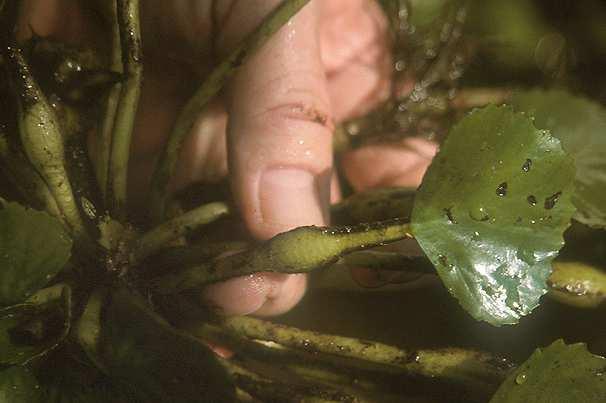Hidato-, helophyta Cönotípus: