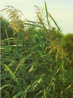 Fajai: Magyar név: Nád Latin név: Phragmites australis/ communis