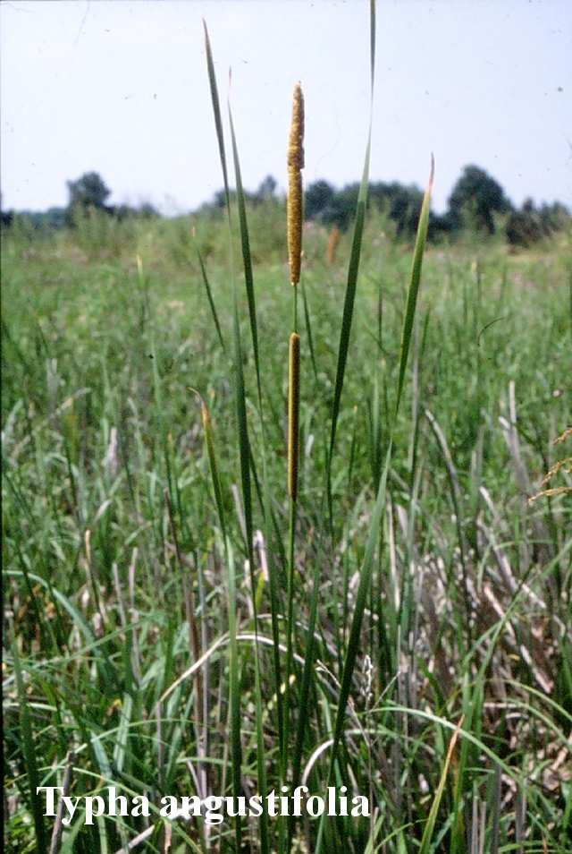 (Typhaceae) Flóraelem: kozmopolita Életforma: