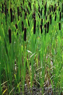 Magyar név: Széleslevelő gyékény Latin név: Typha latifolia Család: Gyékényfélék