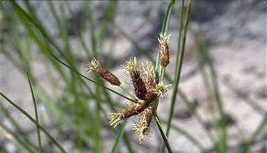 (Cyperaceae) Flóraelem: kozmopolita Életforma: