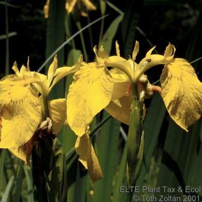 (Iridaceae) Flóraelem: európai Életforma: