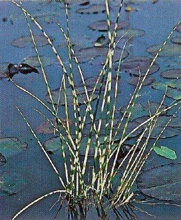lacustris