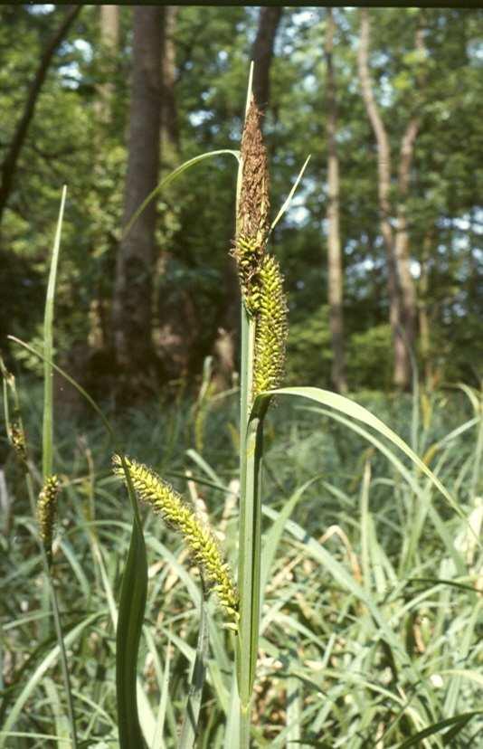 Magyar név: Parti sás Latin név: Carex riparia Család: Sásfélék (Cyperaceae)