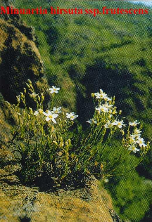 (Caryophyllaceae) Flóraelem: kárpáti Életforma: Ch