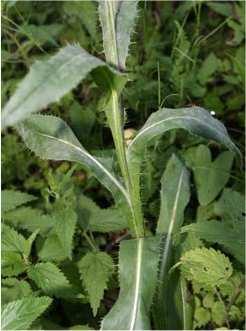 Cirsium